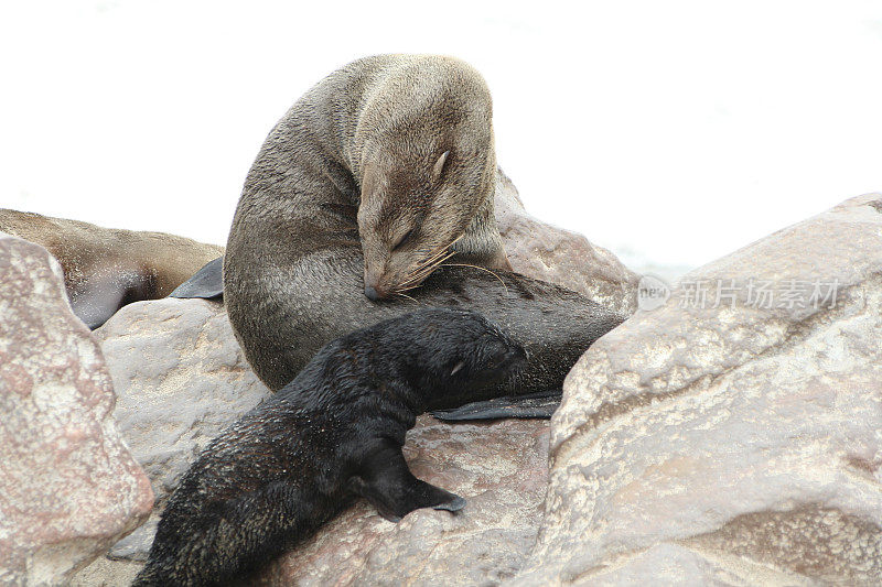 棕色毛皮海豹妈妈和宝宝，Cape Cross，纳米比亚